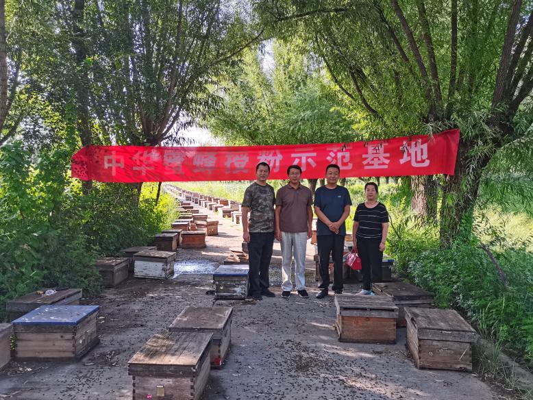 7-8月份组织中蜂为作物授粉 (2)
