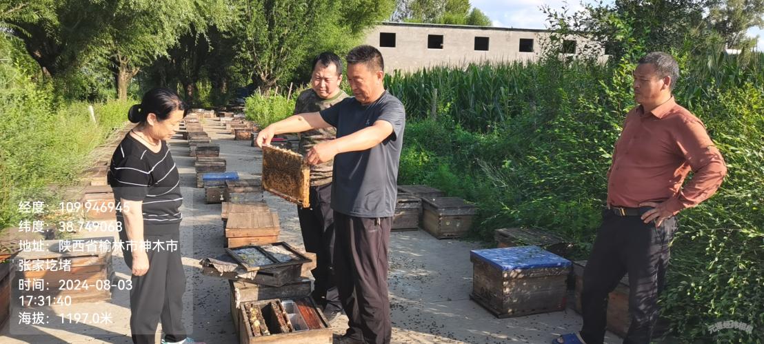 7-8月份组织中蜂为作物授粉 (10)